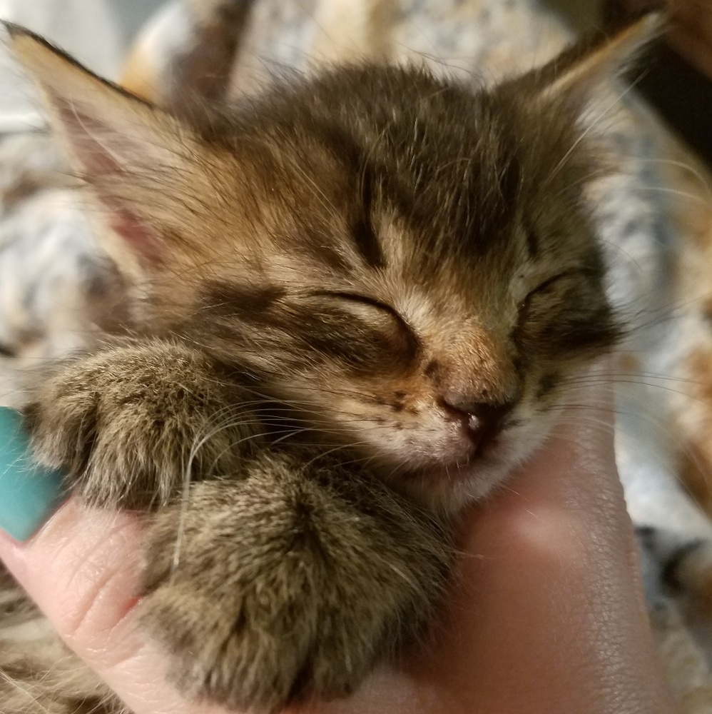 Meet your Posher, Sasha